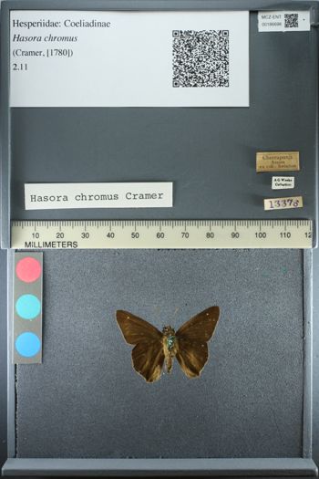 Media type: image;   Entomology 186698